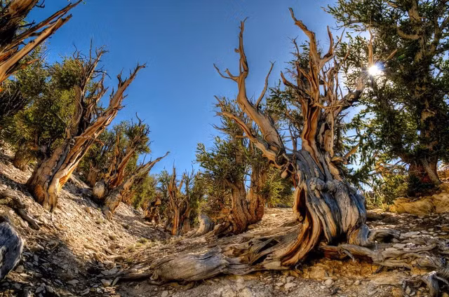 6 oldest trees in the UK – and the world, including one that's meant to be over 5,000 years old... | Countryfile.com