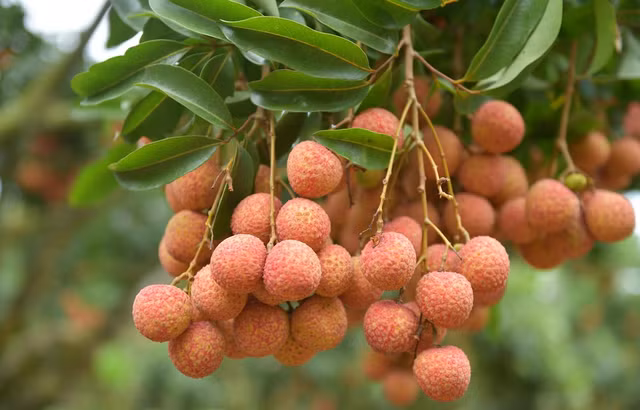 Những loại bệnh nào không nên ăn vải thiều? - Hình 2 Nhung loai benh nao khong nen an vai thieu?-Hinh-2