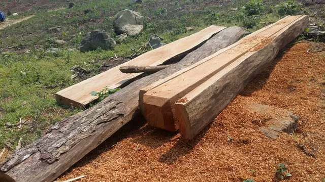 Sơn La: Tận mắt xem lâm tặc phá rừng Chiềng Khừa - Hình 2 Son La: Tan mat xem lam tac pha rung Chieng Khua-Hinh-2