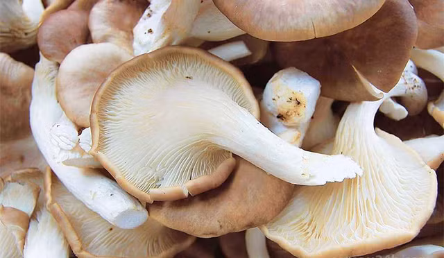 Lưu ý 4 loại rau quen thuộc chứa rất nhiều ký sinh trùng - Hình 7 Luu y 4 loai rau quen thuoc chua rat nhieu ky sinh trung-Hinh-7