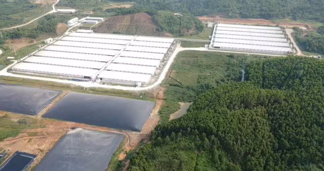 Trang trại nuôi lợn Hòa Phát Bắc Giang xin lỗi dân vì gây ô nhiễm nặng - Hình 6 Trang trai nuoi lon Hoa Phat Bac Giang xin loi dan vi gay o nhiem nang-Hinh-6
