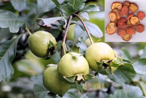 Giá trị dinh dưỡng cực cao của quả Sơn trà không phải ai cũng biết - Hình 11 Gia tri dinh duong cuc cao cua qua Son tra khong phai ai cung biet-Hinh-11