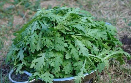 Gia tri dinh duong cua loai rau hoang de “my vi cung dinh”-Hinh-3