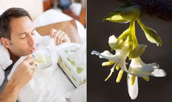 Lợi ích sức khỏe gây bất ngờ của cây kim ngân hoa - Hình 5 Loi ich suc khoe gay bat ngo cua cay kim ngan hoa-Hinh-5