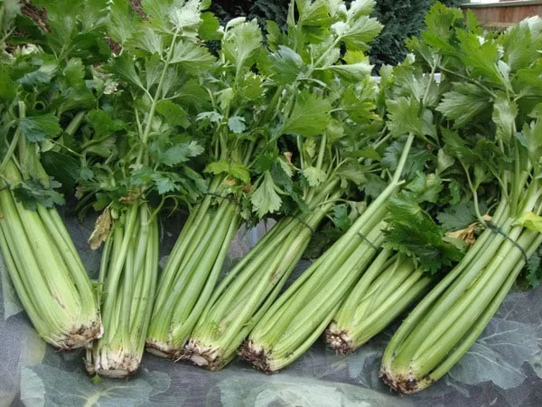 Những công dụng chữa bệnh bất ngờ từ các loại rau củ có vị đắng - Hình 4 Nhung cong dung chua benh bat ngo tu cac loai rau cu co vi dang-Hinh-4