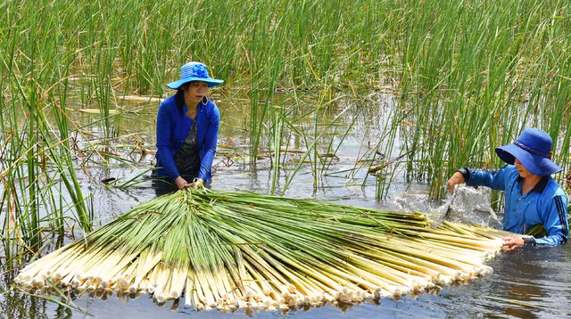 Bồn bồn, đặc sản dân dã miền Tây cực tốt cho sức khỏe - Hình 2 Bon bon, dac san dan da mien Tay cuc tot cho suc khoe-Hinh-2
