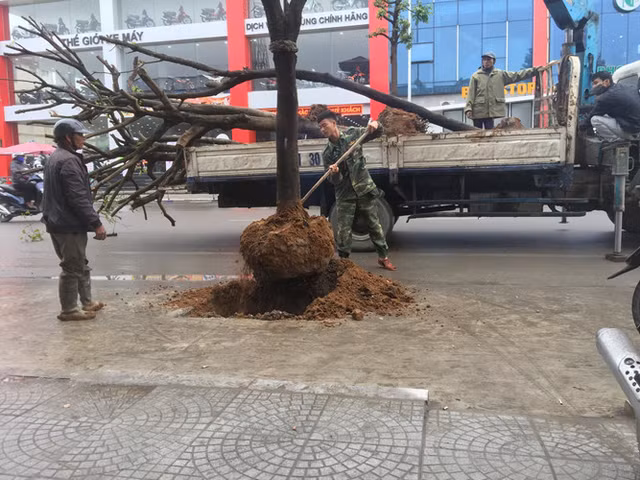 Cây trồng dưới lòng đường ở Uông Bí: Xe liên tục sập "bẫy" - Hình 2 Cay trong duoi long duong o Uong Bi: Xe lien tuc sap