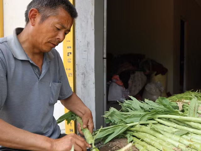 Quy trình sơ chế loại rau giá đắt như tôm hùm ở Việt Nam - Hình 2 Quy trinh so che loai rau gia dat nhu tom hum o Viet Nam-Hinh-2