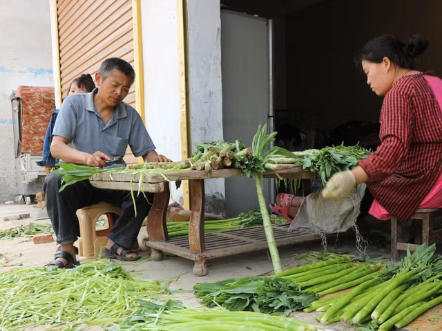 Quy trình sơ chế loại rau giá đắt như tôm hùm ở Việt Nam - Hình 3 Quy trinh so che loai rau gia dat nhu tom hum o Viet Nam-Hinh-3