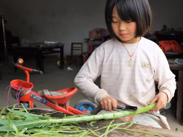 Quy trình sơ chế loại rau giá đắt như tôm hùm ở Việt Nam - Hình 5 Quy trinh so che loai rau gia dat nhu tom hum o Viet Nam-Hinh-5