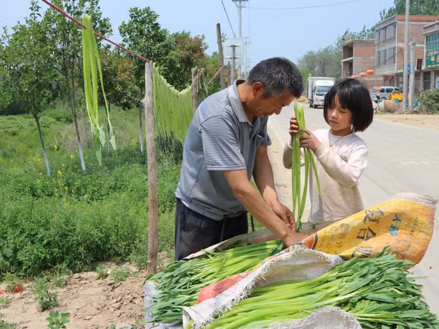Quy trình sơ chế loại rau giá đắt như tôm hùm ở Việt Nam - Hình 6 Quy trinh so che loai rau gia dat nhu tom hum o Viet Nam-Hinh-6