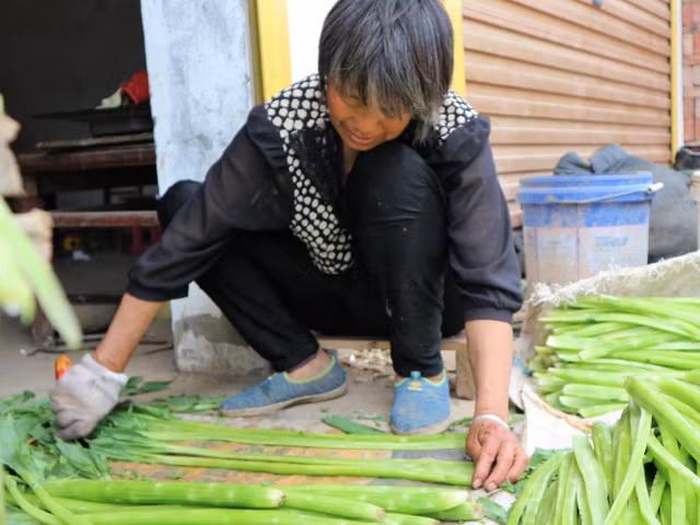 Quy trình sơ chế loại rau giá đắt như tôm hùm ở Việt Nam - Hình 4 Quy trinh so che loai rau gia dat nhu tom hum o Viet Nam-Hinh-4