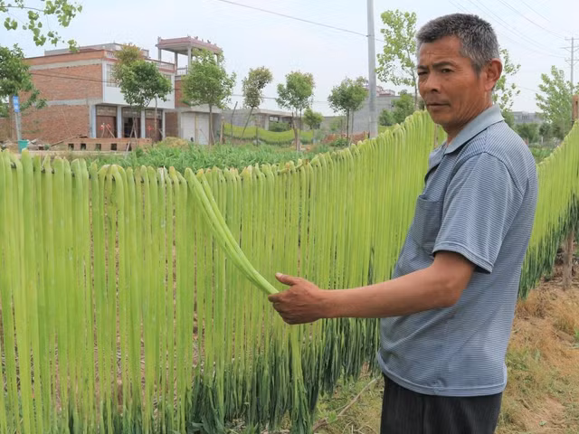 Quy trình sơ chế loại rau giá đắt như tôm hùm ở Việt Nam Quy trinh so che loai rau gia dat nhu tom hum o Viet Nam