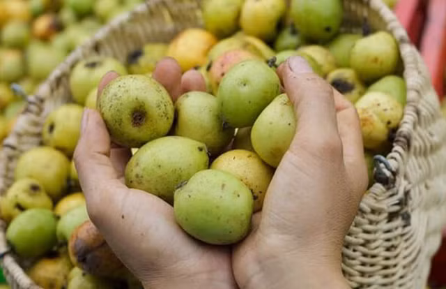Chế biến các món ngon từ táo mèo khiến ai cũng phải “ứa nước miếng“ Che bien cac mon ngon tu tao meo khien ai cung phai “ua nuoc mieng“