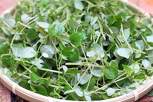 Những món ngon dân dã từ rau càng cua - Hình 8 Nhung mon ngon dan da tu rau cang cua-Hinh-8