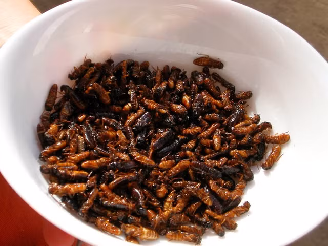 9 món ăn kinh dị của châu Phi nhìn đã thấy sợ - Hình 2 9 mon an kinh di cua chau Phi nhin da thay so-Hinh-2