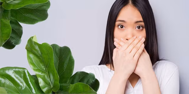 Những công thức trị mùi hôi miệng do ợ hơi từ dạ dày Nhung cong thuc tri mui hoi mieng do o hoi tu da day