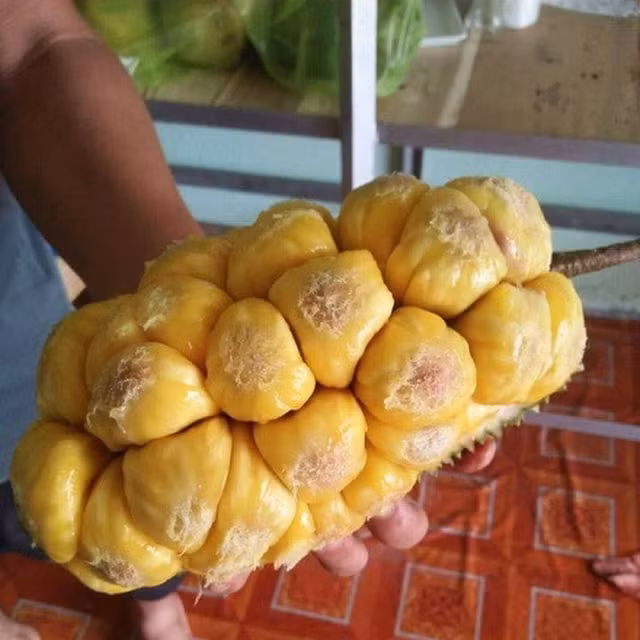 Phát thèm với chùm mít tố nữ thơm lừng ở Long Khánh Phat them voi chum mit to nu thom lung o Long Khanh