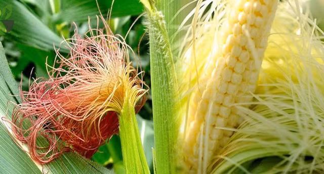 Những thực phẩm giúp đàn ông kéo dài chuyện ân ái - Hình 7 Nhung thuc pham giup dan ong keo dai chuyen an ai-Hinh-7