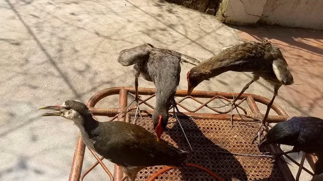 Các món ngon từ cúm núm miền Tây ngon nức tiếng - Hình 3 Cac mon ngon tu cum num mien Tay ngon nuc tieng-Hinh-3