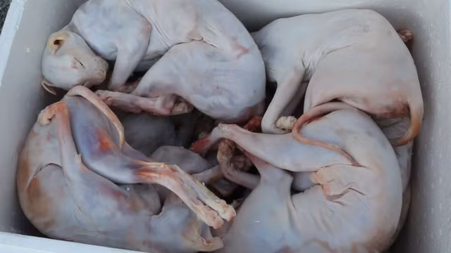 Phát hiện hơn 700kg thịt chó, mèo bốc mùi hôi thối trên xe tải - Hình 3 Phat hien hon 700kg thit cho, meo boc mui hoi thoi tren xe tai-Hinh-3