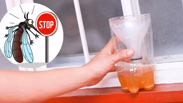 Cách đuổi sạch muỗi ra khỏi phòng đơn giản nhanh chóng - Hình 4 Cach duoi sach muoi ra khoi phong don gian nhanh chong-Hinh-4