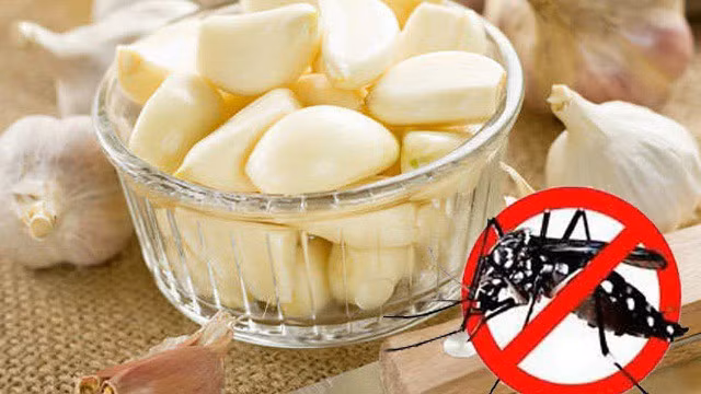 Cách đuổi sạch muỗi ra khỏi phòng đơn giản nhanh chóng - Hình 3 Cach duoi sach muoi ra khoi phong don gian nhanh chong-Hinh-3