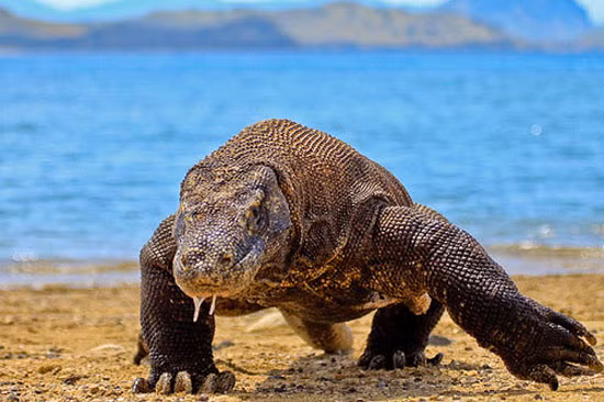 Rong Komodo quy hiem nhu nao ma phai nhan giong gap?-Hinh-5