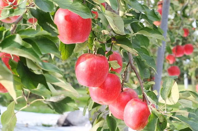 Để bụng đói ăn táo vào buổi sáng có nhiều lợi ích bất ngờ - Hình 5 De bung doi an tao vao buoi sang co nhieu loi ich bat ngo-Hinh-5