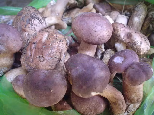 Nhung dac san dan da cua Quang Binh khien du khach me man-Hinh-4