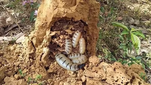 Rùng mình món ăn từ côn trùng được ví là “xuân dược” cho phái mạnh - Hình 5 Rung minh mon an tu con trung duoc vi la “xuan duoc” cho phai manh-Hinh-5