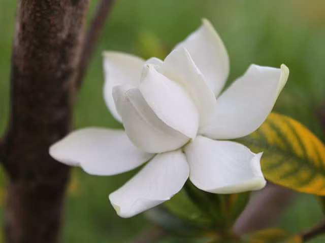 Loạt cây lọc sạch không khí, trồng trong nhà giúp bạn dễ chịu, ngủ ngon - Hình 9 Loat cay loc sach khong khi, trong trong nha giup ban de chiu, ngu ngon-Hinh-9