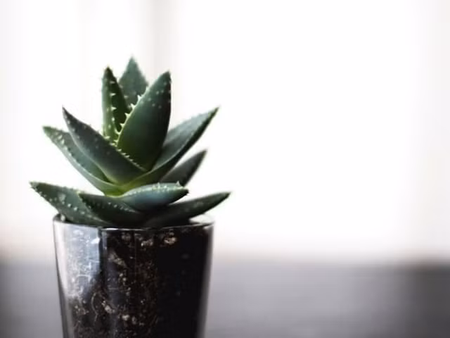 Loạt cây lọc sạch không khí, trồng trong nhà giúp bạn dễ chịu, ngủ ngon - Hình 4 Loat cay loc sach khong khi, trong trong nha giup ban de chiu, ngu ngon-Hinh-4
