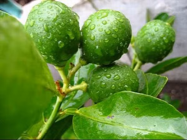 Ích lợi kỳ diệu của lá chanh mà bạn không biết Ich loi ky dieu cua la chanh ma ban khong biet
