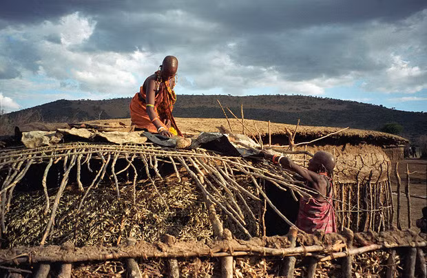 Vì sao bộ tộc người Maasai lấy phân trâu bò để xây nhà? - Hình 5 Vi sao bo toc nguoi Maasai lay phan trau bo de xay nha?-Hinh-5