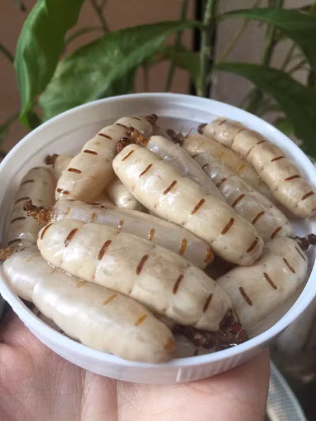 Moi chua - mon an tang cuong sinh luc duoc san lung nhu vang