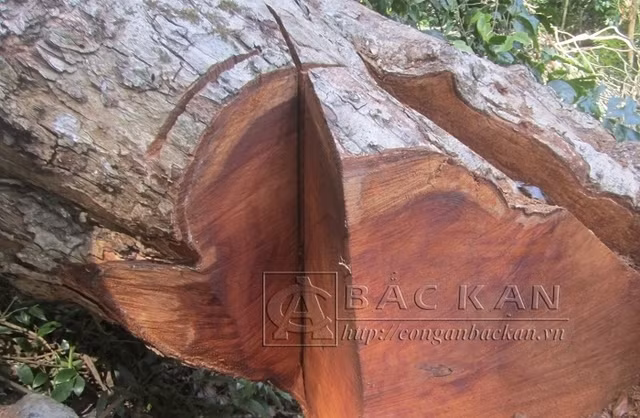 Điều tra vụ phá rừng nghiến nghiêm trọng tại rừng phòng hộ ở Bắc Kạn - Hình 2 Dieu tra vu pha rung nghien nghiem trong tai rung phong ho o Bac Kan-Hinh-2