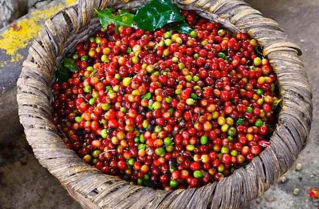 Giá cà phê hôm nay 19/1: Cả tuần giảm mạnh 400 đồng/kg - Hình 2 Gia ca phe hom nay 19/1: Ca tuan giam manh 400 dong/kg-Hinh-2