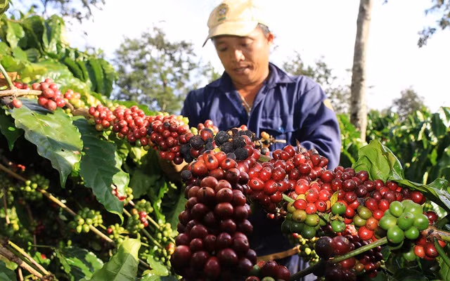 Giá cà phê hôm nay 31/12: Giảm nhẹ 200 đồng/kg phiên cuối năm 2019 Gia ca phe hom nay 31/12: Giam nhe 200 dong/kg phien cuoi nam 2019