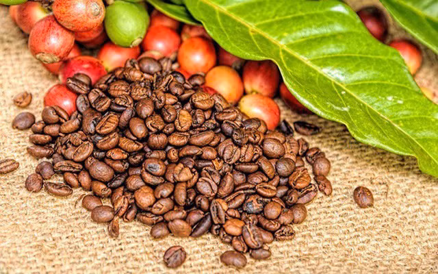 Giá cà phê hôm nay 2/10: Giảm mạnh xuống đáy 32.500 đồng/kg - Hình 2 Gia ca phe hom nay 2/10: Giam manh xuong day 32.500 dong/kg-Hinh-2