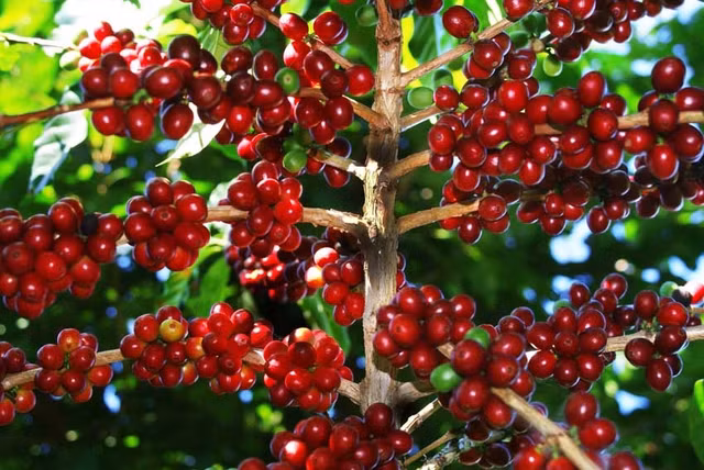 Gia ca phe hom nay 7/3: Thi truong van con tieu cuc