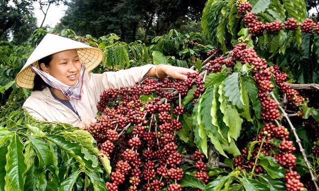 Giá cà phê hôm nay 14/1: Lao dốc mạnh 700 đồng/kg toàn Tây Nguyên Gia ca phe hom nay 14/1: Lao doc manh 700 dong/kg toan Tay Nguyen