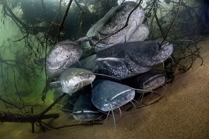 Cá trê khổng lồ, hay còn gọi là cá nheo Châu Âu (European catfish), là một trong những loài cá nước ngọt và cá da trơn lớn nhất thế giới.
