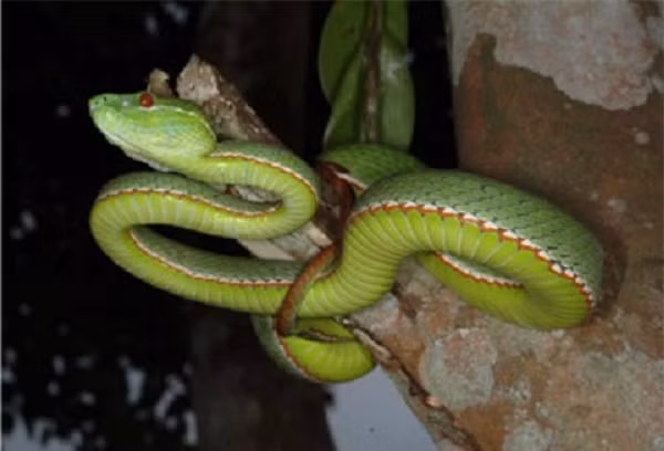 Rắn lục Vogel có tên khoa học là Viridovipera vogeli, đỉnh đầu và thân màu xanh lục, bụng màu xanh nhạt. Loài rắn này chủ yếu sống trong các bụi rậm, lùm cây thấp ở vùng đồi núi có độ cao 900 - 1.500 m thuộc các tỉnh Gia Lai, Đồng Nai, Lâm Đồng.