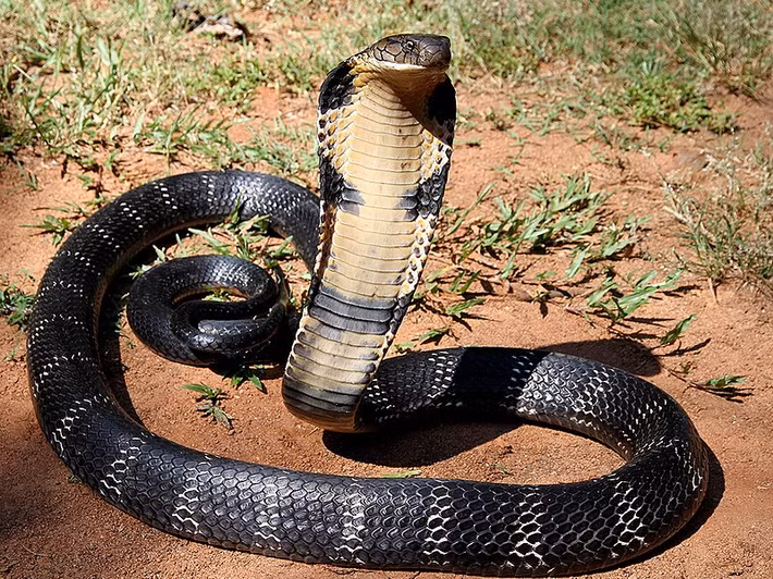 1. Rắn hổ mang chúa (Ophiophagus hannah): Tại Việt Nam, rắn hổ mang chúa trở thành nỗi ám ảnh của nhiều người vì chúng sở hữu nọc độc có thể gây tử vong. Rắn hổ mang chúa là loài rắn độc dài nhất thế giới, có thể đạt chiều dài lên tới 5,5 mét. (Ảnh: Wikipedia)