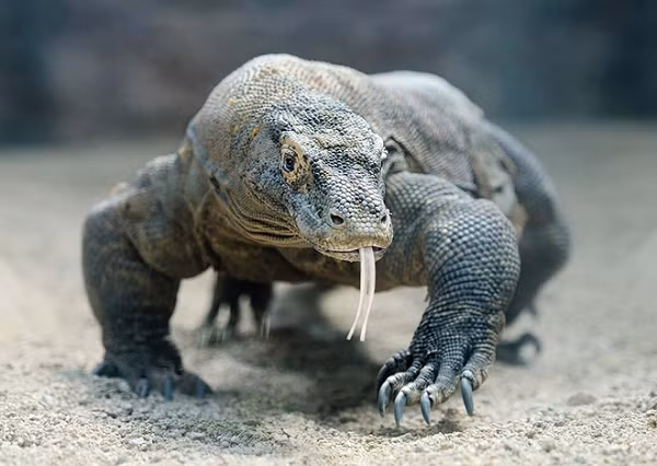 Rồng Komodo được gọi là rồng đất là bởi chúng không biết bay. Đây là một loài thằn lằn sống ở đảo Komodo, Rinca, Flores và Gili Motang thuộc Indonesia.