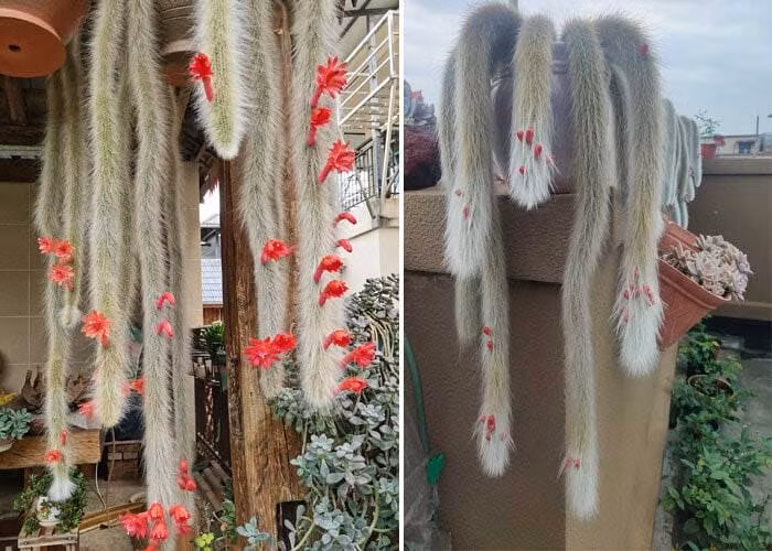 Loxanthocereus aureispinus thích hợp với loại đất có độ thoáng khí tốt. Bạn có thể trộn đất than bùn và đá trân châu theo tỷ lệ 1:1, thêm một lượng phân hữu cơ để tăng độ phì nhiêu cho đất. Khi tưới nước, cần chú ý liều lượng thích hợp để tránh bị thối rễ. Chỉ nên tưới nước khi bề mặt đất khô và tưới vừa đủ để tạo độ ẩm cho đất. (ảnh:Toutiao)