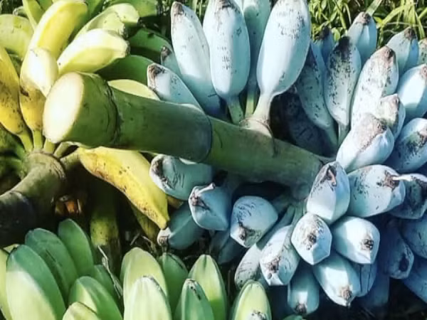 Còn hương vị chuối thì đậm mùi vani cùng vị ngọt tự nhiên. Chính vì vậy mà nó còn có tên gọi khác là chuối Ice Cream (tạm dịch: chuối Kem).
