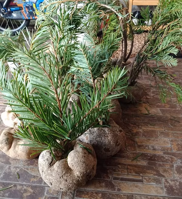 Ở nước ta mới có một vài nơi phát hiện được loại nấm này. Ngoài dãy Hoàng Liên Sơn (nơi có những cánh rừng cổ thụ hàng ngàn năm) còn được tìm thấy ở một số vùng núi của tỉnh Lâm Đồng, Đà Nẵng.