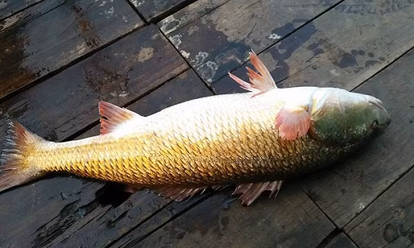 Đặc biệt, bong bóng cá sủ vàng được sử dụng làm chỉ khâu tự tiêu trong vi phẫu thuật và phẫu thuật nên có giá rất đắt, tới 45.000-55.000 USD/kg tùy theo độ dài của bóng.